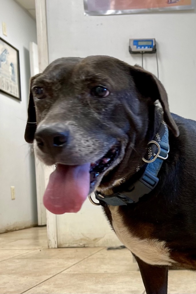 Ms Lily, an adoptable Labrador Retriever, Catahoula Leopard Dog in Gilmer, TX, 75644 | Photo Image 2