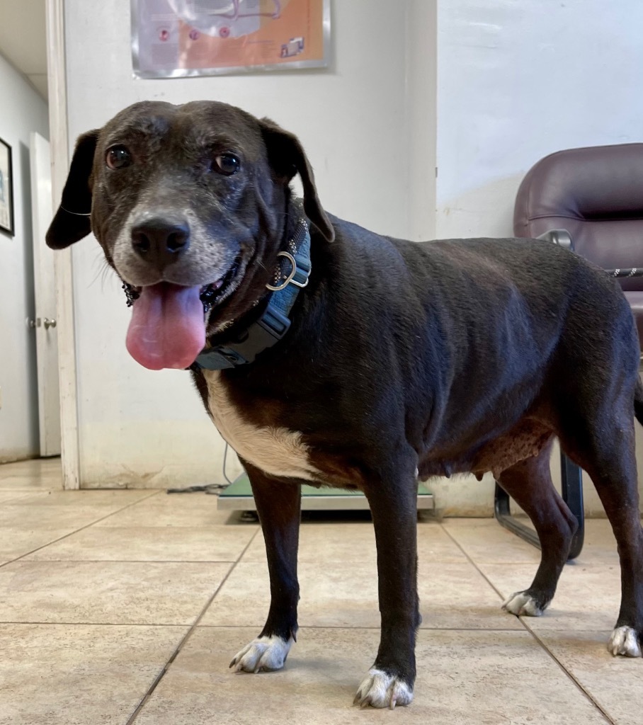 Ms Lily, an adoptable Labrador Retriever, Catahoula Leopard Dog in Gilmer, TX, 75644 | Photo Image 3