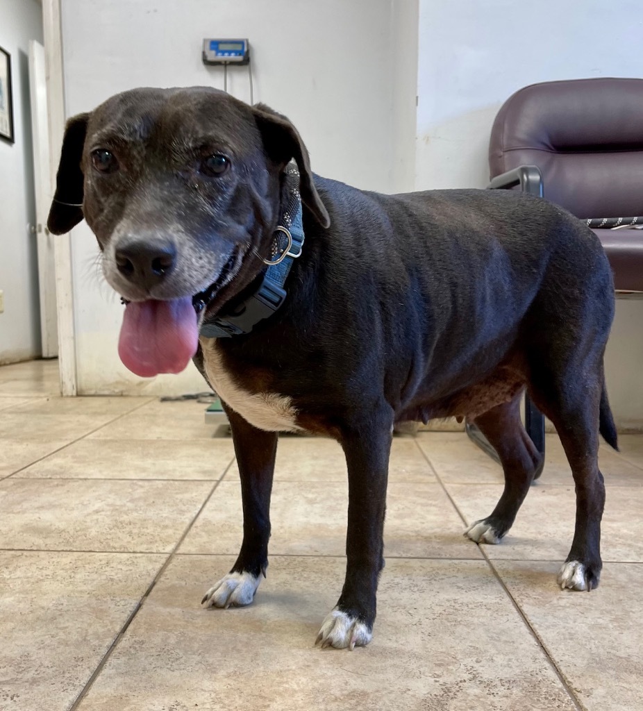 Ms Lily, an adoptable Labrador Retriever, Catahoula Leopard Dog in Gilmer, TX, 75644 | Photo Image 4