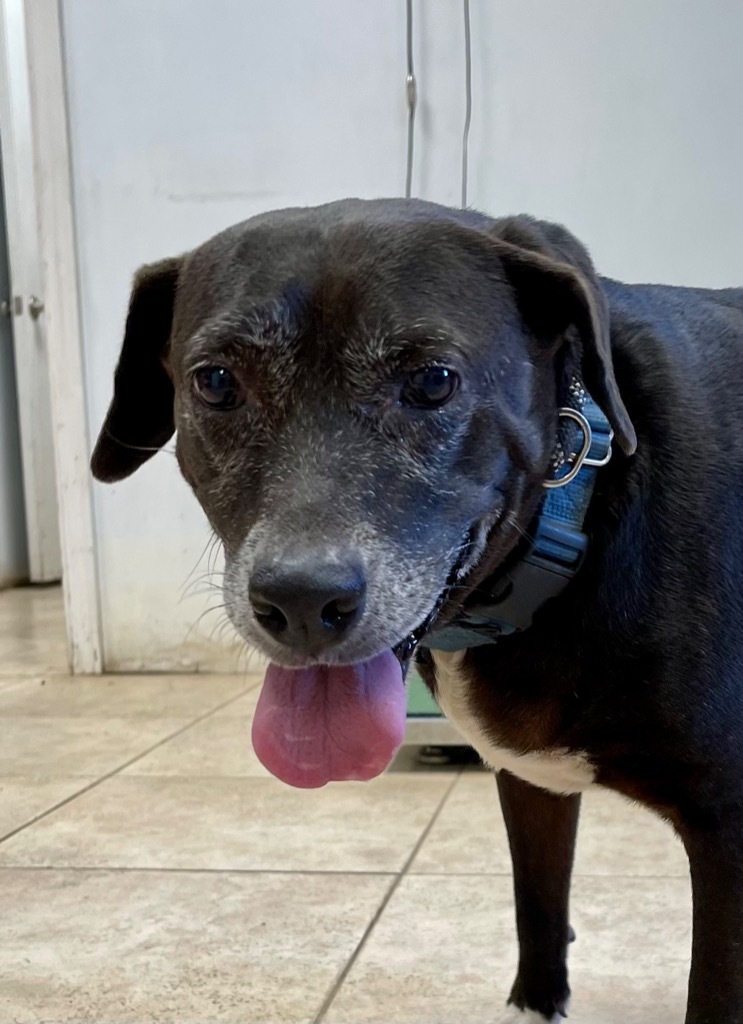 Ms Lily, an adoptable Labrador Retriever, Catahoula Leopard Dog in Gilmer, TX, 75644 | Photo Image 5