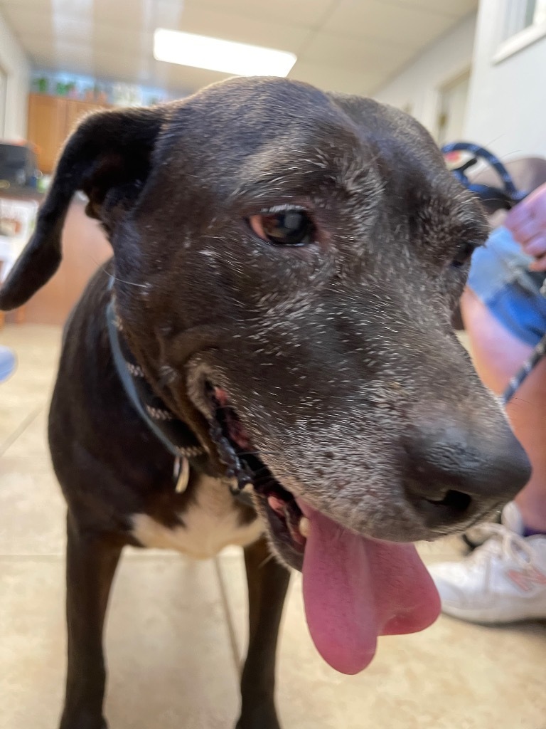 Ms Lily, an adoptable Labrador Retriever, Catahoula Leopard Dog in Gilmer, TX, 75644 | Photo Image 6