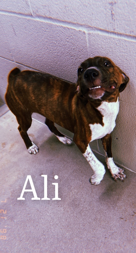 Ali