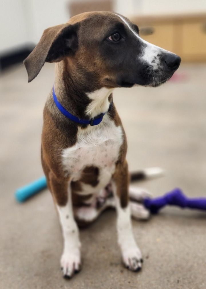 Barkley, an adoptable Labrador Retriever in Leander, TX_image-3