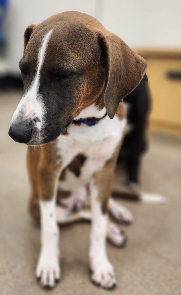 Barkley, an adoptable Labrador Retriever in Leander, TX_image-4