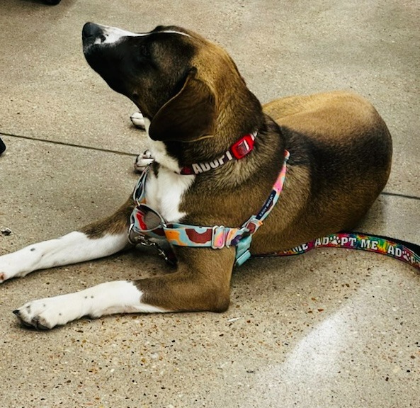 Barkley, an adoptable Labrador Retriever in Leander, TX_image-6