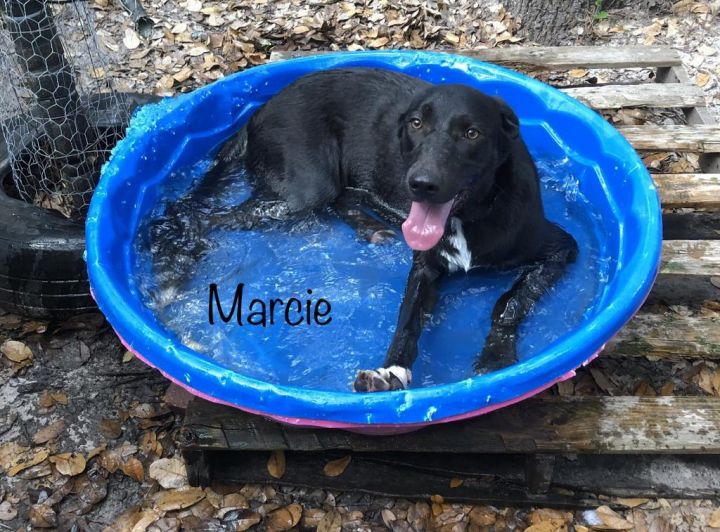 Marcie, an adoptable Shepherd & Cattle Dog Mix in Fulton, TX_image-1