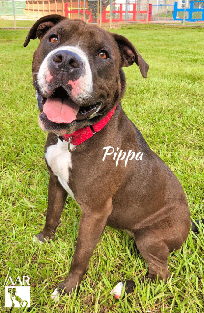 Pippa