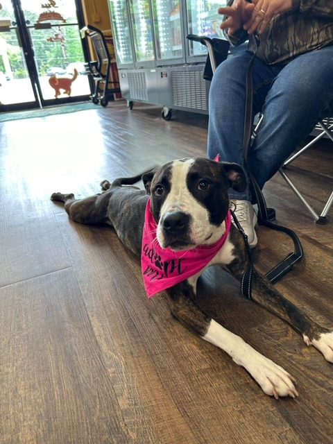 Georgie, an adoptable Pit Bull Terrier Mix in Sharpsburg, GA_image-1