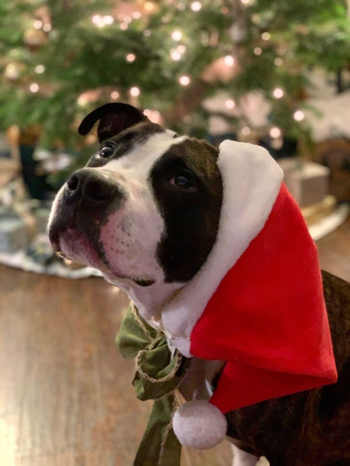 Georgie, an adoptable Pit Bull Terrier Mix in Sharpsburg, GA_image-2