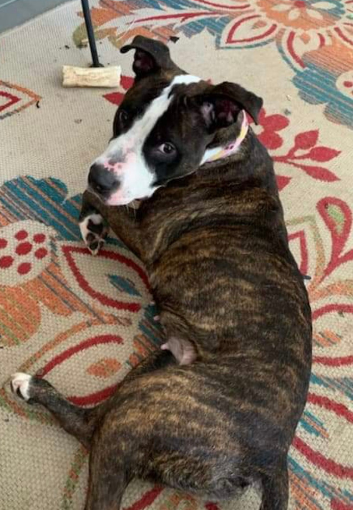 Georgie, an adoptable Pit Bull Terrier Mix in Sharpsburg, GA_image-5