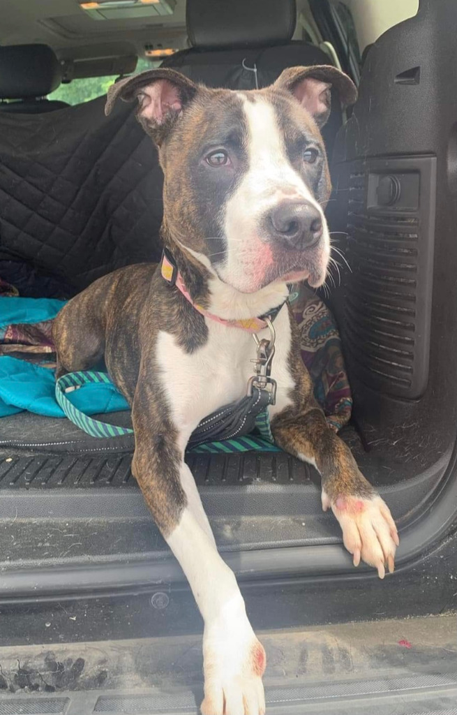 Georgie, an adoptable Pit Bull Terrier Mix in Sharpsburg, GA_image-6