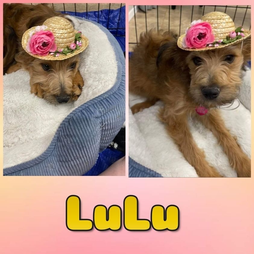 LuLu