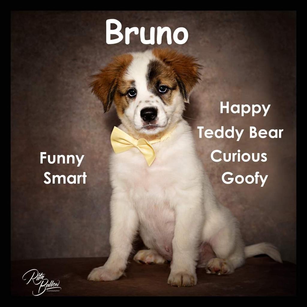 Bruno