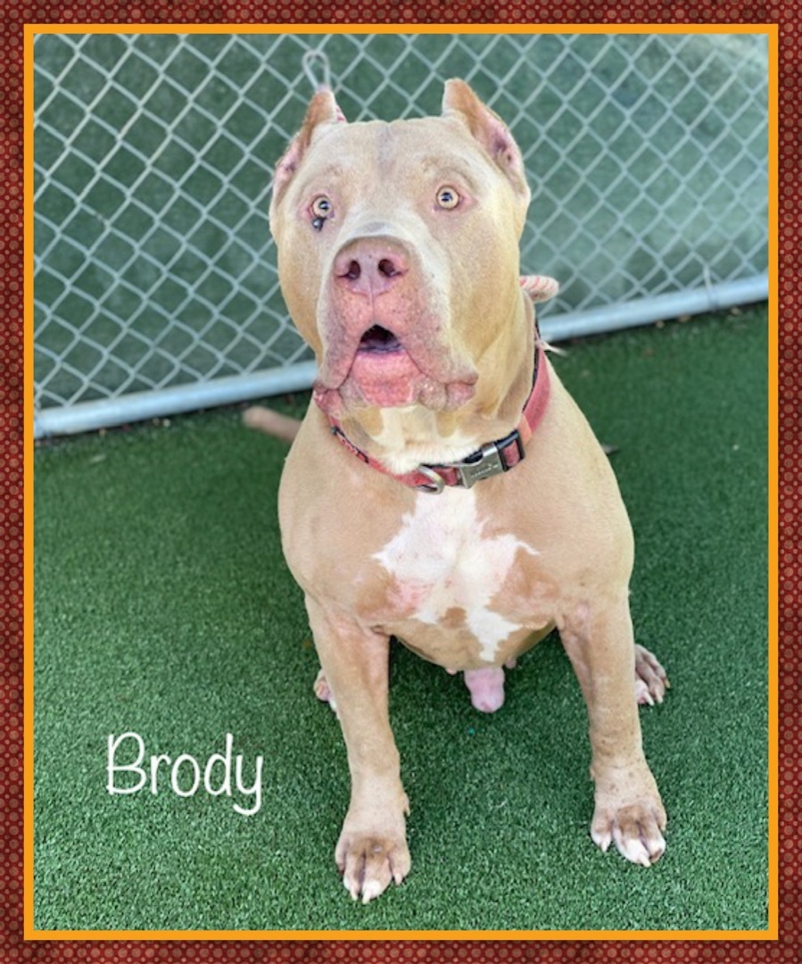 BRODY