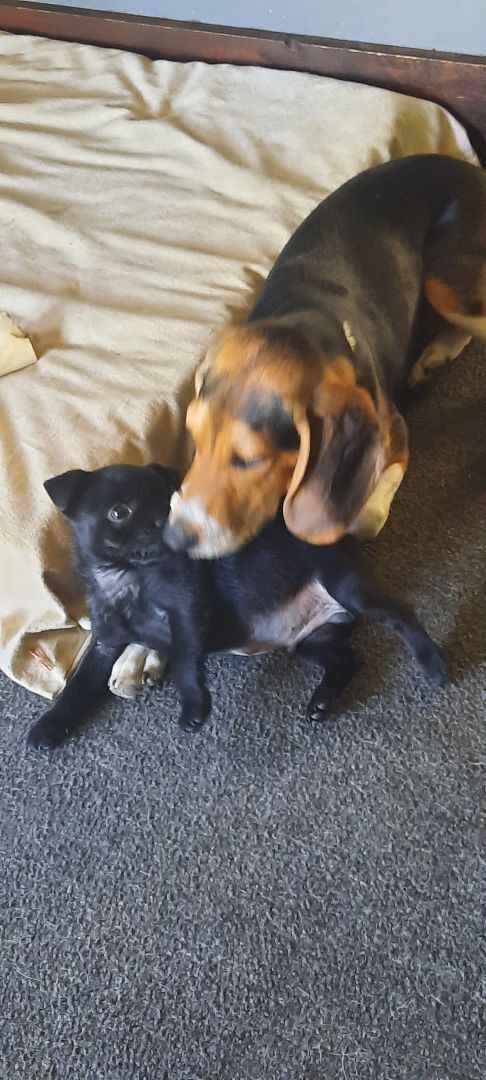 PAIR beagle and pug/chi mix