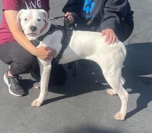 Sierra, an adoptable Dogo Argentino in Seattle, WA_image-1