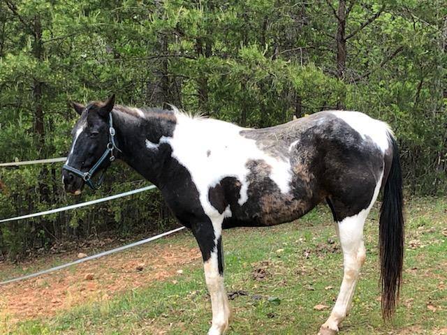 Georgia - 20 YO Racking Horse, an adoptable Gaited in Hardy, VA_image-2