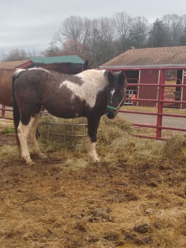 Georgia - 20 YO Racking Horse, an adoptable Gaited in Hardy, VA_image-3