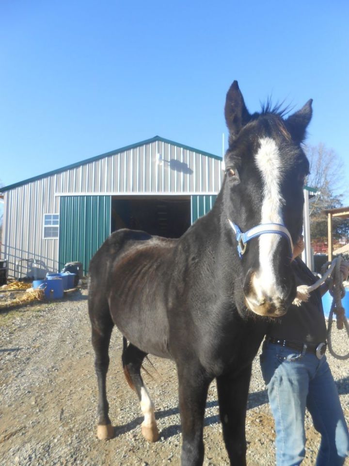 Spartan - Senior Companion Only, an adoptable Tennessee Walker in Hardy, VA_image-1