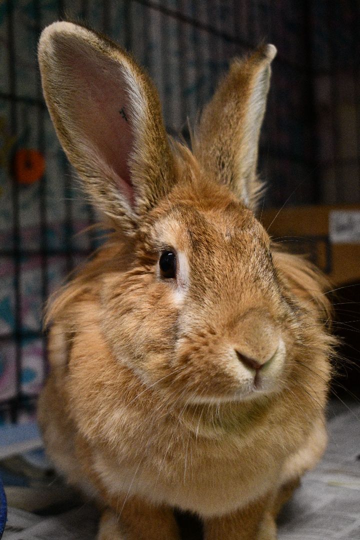 Toffee, an adoptable American in Bellingham, WA_image-4