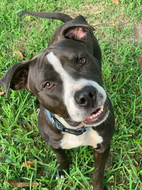 Jersey, an adoptable Pit Bull Terrier in The Woodlands, TX, 77393 | Photo Image 1