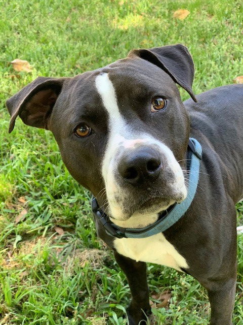 Jersey, an adoptable Pit Bull Terrier in The Woodlands, TX, 77393 | Photo Image 2