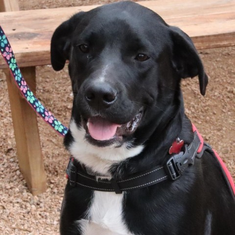 Shiner, an adoptable Black Labrador Retriever Mix in Wimberley, TX_image-1