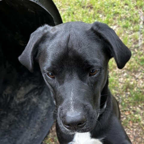 Shiner, an adoptable Black Labrador Retriever Mix in Wimberley, TX_image-6