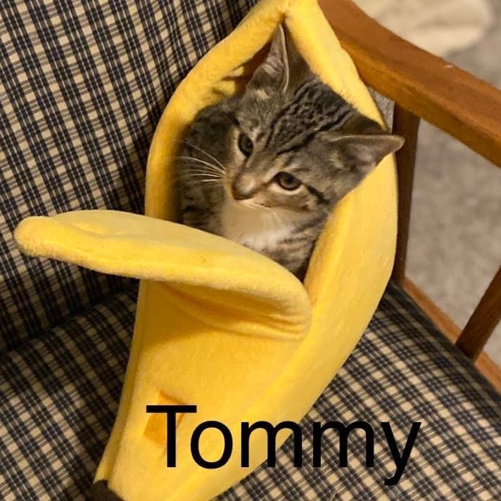 Tommy, an adopted Domestic Short Hair in Warminster, PA_image-1