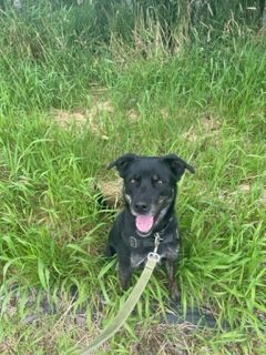 Roxy, an adoptable Labrador Retriever & Rottweiler Mix in Bellingham, WA_image-2