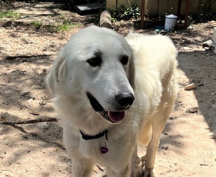 Chrissy Croissant SAT, an adoptable Great Pyrenees in San Antonio, TX_image-1