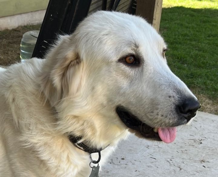 Chrissy Croissant SAT, an adoptable Great Pyrenees in San Antonio, TX_image-6