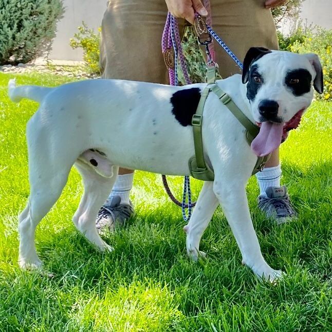 Sweet Abbott=Also available in Colorado Springs, an adoptable Pit Bull Terrier Mix in San Luis, CO_image-2