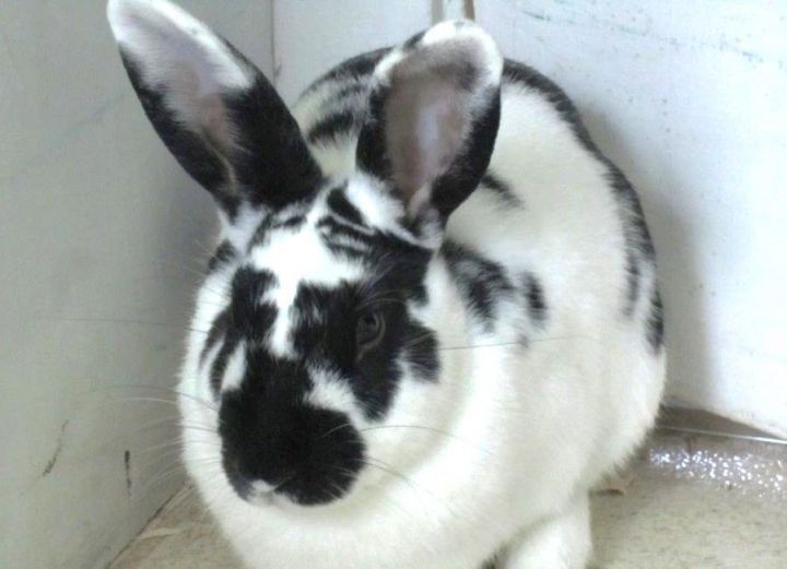 Houdini, an adoptable Bunny Rabbit Mix in Utica, NY_image-1