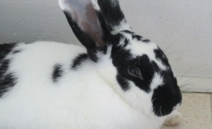 Houdini, an adoptable Bunny Rabbit Mix in Utica, NY_image-2