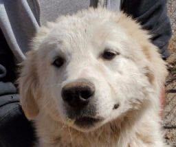 Tundra, an adoptable Great Pyrenees in San Luis, CO, 81152 | Photo Image 1
