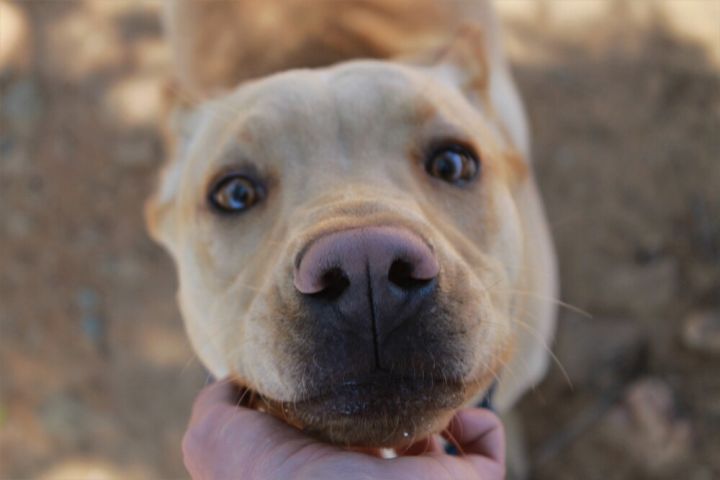 Doc, an adoptable Labrador Retriever Mix in Jamestown, CA_image-5
