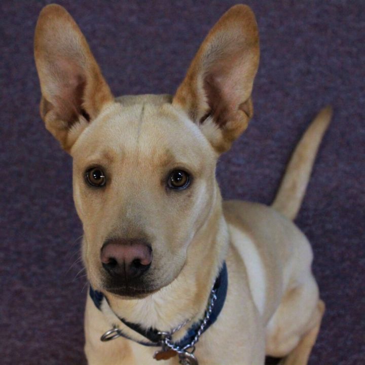 Doc, an adoptable Labrador Retriever Mix in Jamestown, CA_image-6