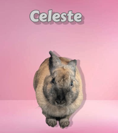 Celeste