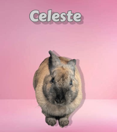 Celeste 1