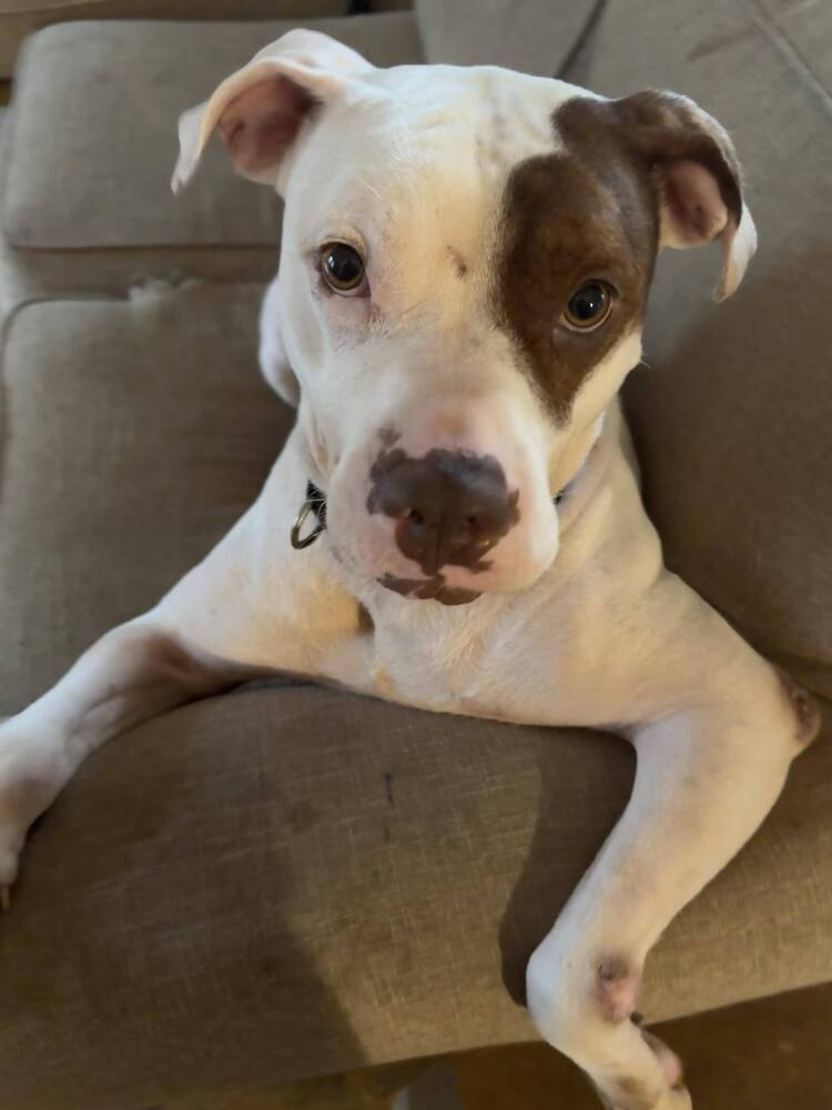 Mason, an adoptable American Bulldog in Milton, FL, 32583 | Photo Image 1