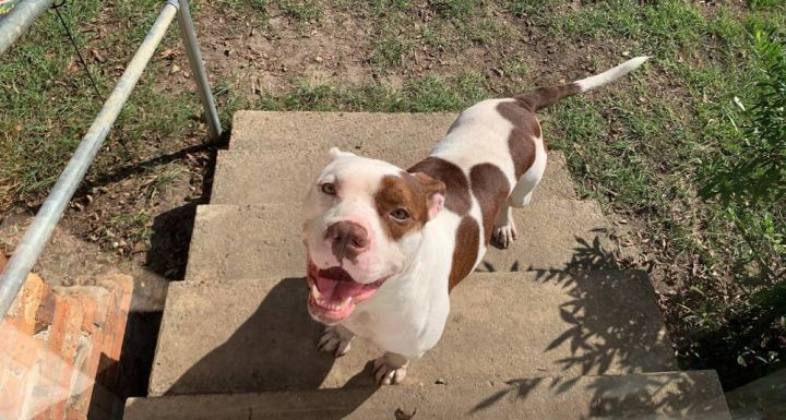 Mason, an adoptable American Bulldog in Milton, FL_image-4