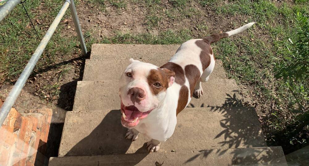 Mason, an adoptable American Bulldog in Milton, FL, 32583 | Photo Image 4
