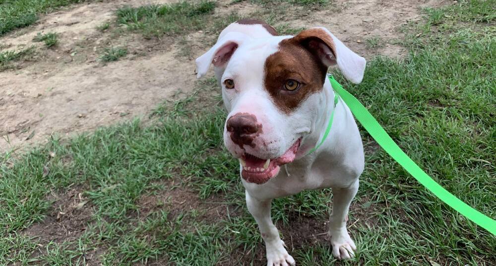 Mason, an adoptable American Bulldog in Milton, FL, 32583 | Photo Image 5