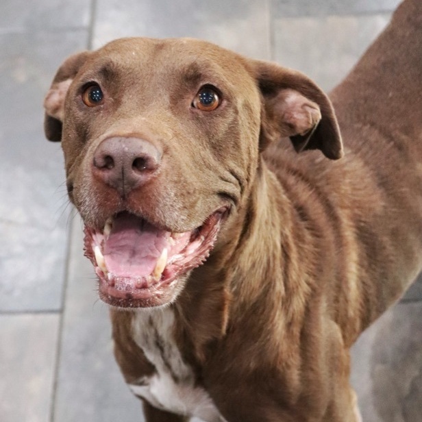 Alora, an adoptable Labrador Retriever Mix in Sherman, TX_image-3
