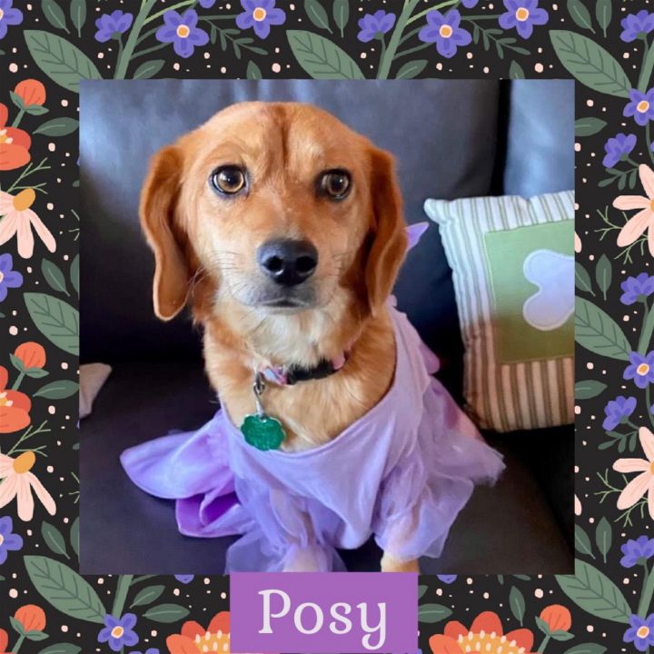 Posy, an adoptable Beagle Mix in Littleton, CO_image-1