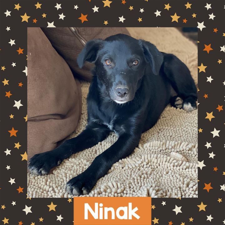 Ninak, an adoptable Collie Mix in Littleton, CO_image-1