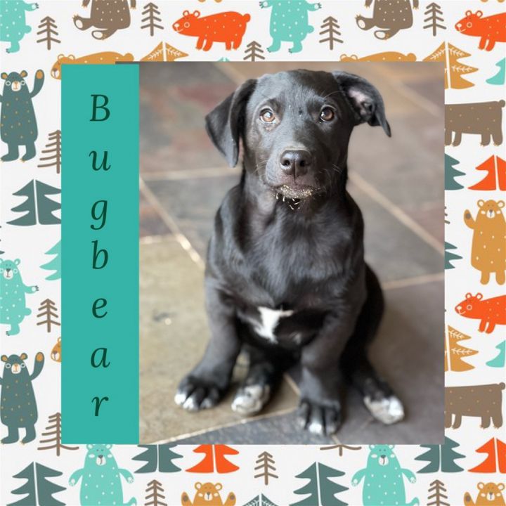 Bugbear, an adoptable Mixed Breed in Littleton, CO_image-1