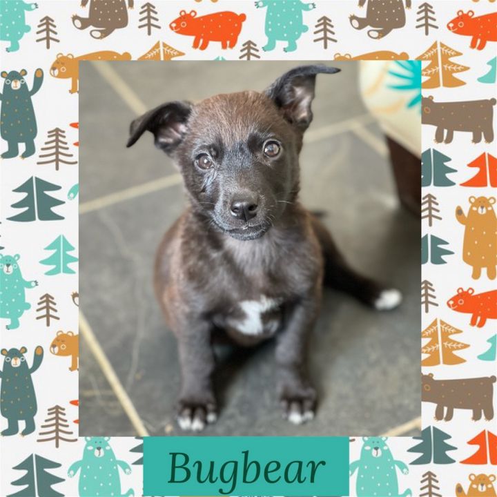 Bugbear, an adoptable Mixed Breed in Littleton, CO_image-2