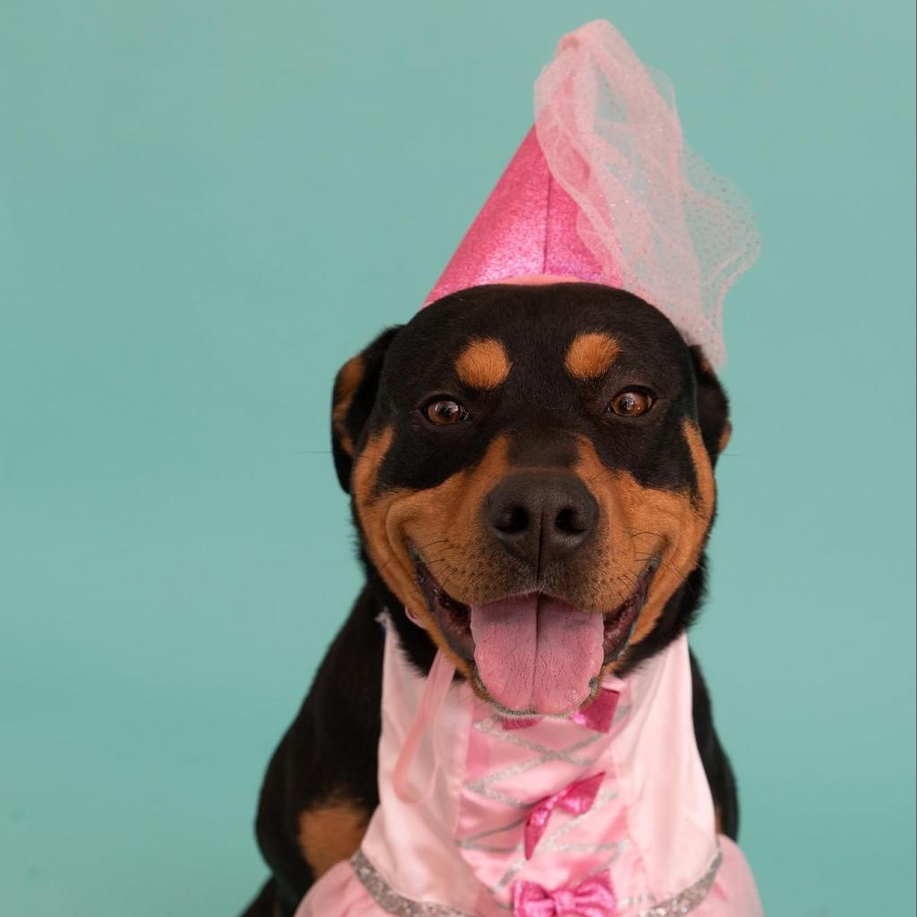 Magenta, an adoptable Rottweiler in Kanab, UT, 84741 | Photo Image 1